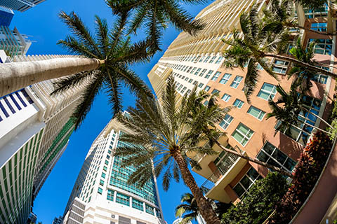 A stock photo of palm trees and buildings in the Brickell area of Miami, Florida.