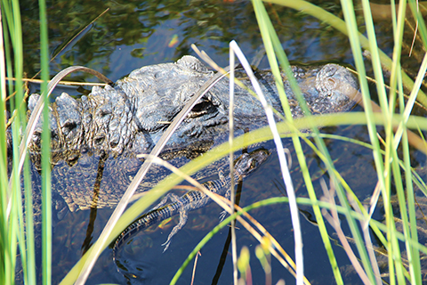 An up close photo of a mother alligator and her hatchling in the Everglades National Park.