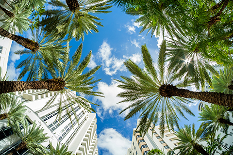 A stock photo of palm trees and buildings in the Brickell area of Downtown Miami, Florida.